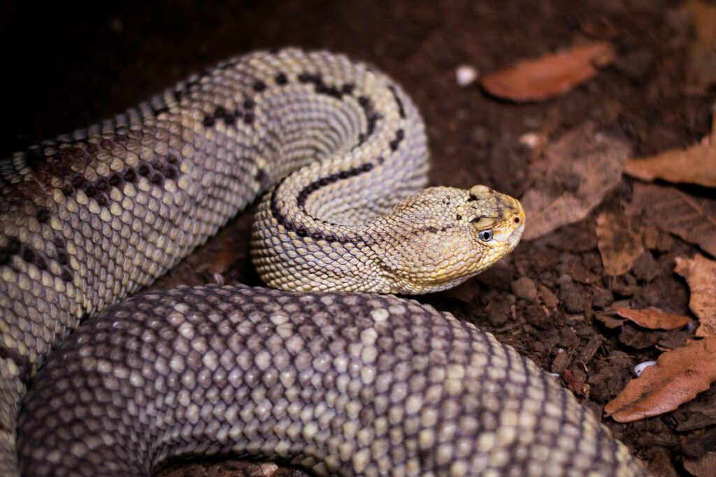 A snake with an elongated neck and distinct head, showcasing its unique physical features in a natural setting.