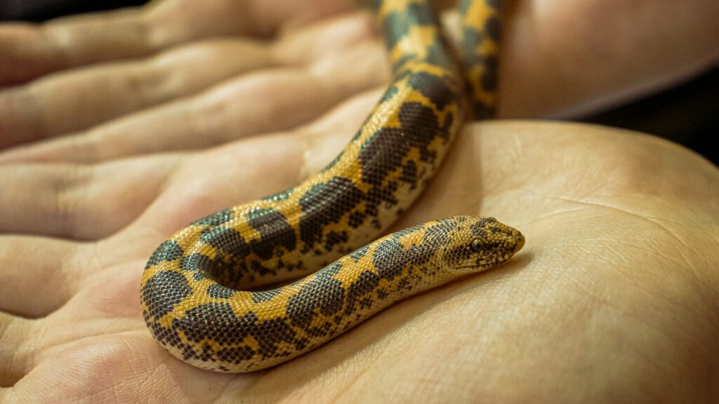 A small snake rests gently in the palm of a person's hand, showcasing its delicate scales and slender body.