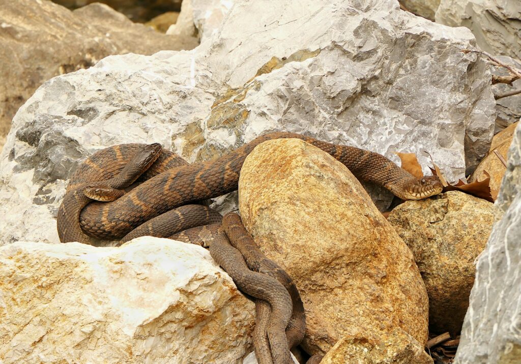 A snake rests on a sunlit rock, blending into its natural surroundings with a striking pattern on its scales.