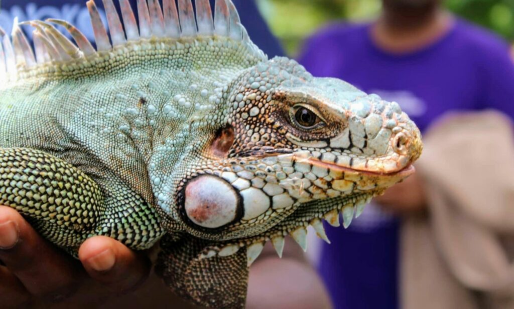 A person gently holds a green iguana, showcasing its textured skin and vibrant color against a neutral background.