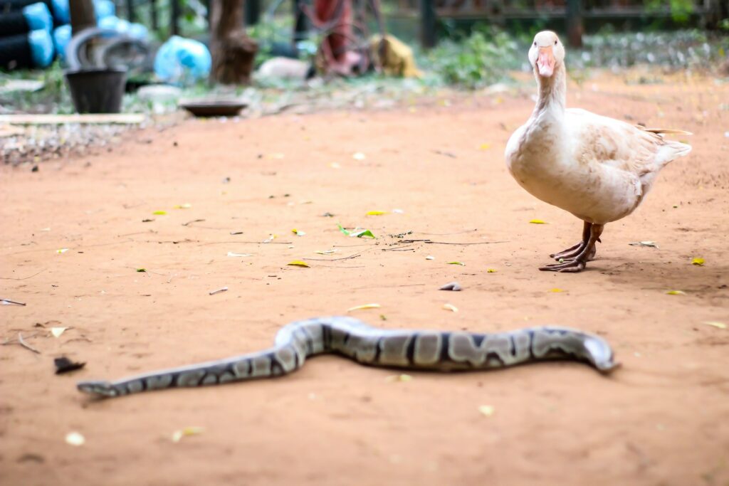 A snake and a duck stand side by side on a patch of dirt, showcasing an unusual pairing in nature.