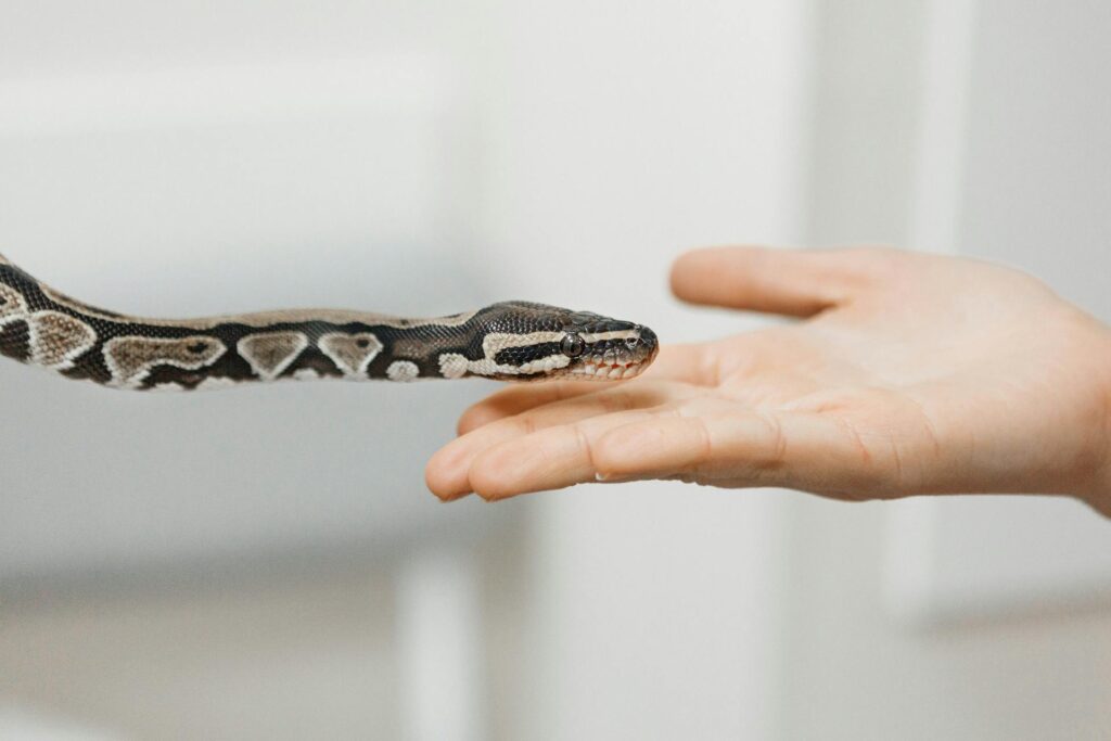 A close-up of a person’s hand cradling a snake, highlighting its intricate patterns and texture.