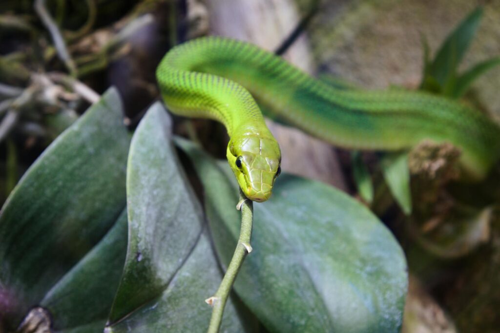 A vibrant green snake rests on a leaf inside its enclosure, blending with the natural surroundings.