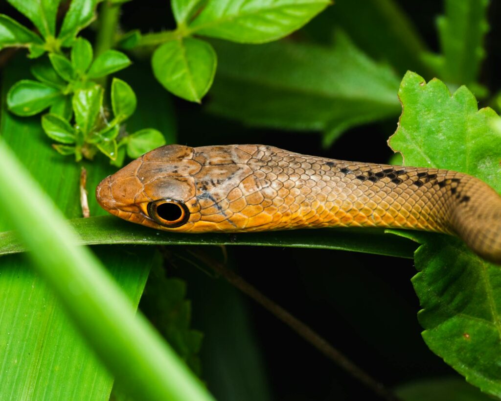 A close-up of a green snake resting on a vibrant green leaf, showcasing its scales and intricate patterns.