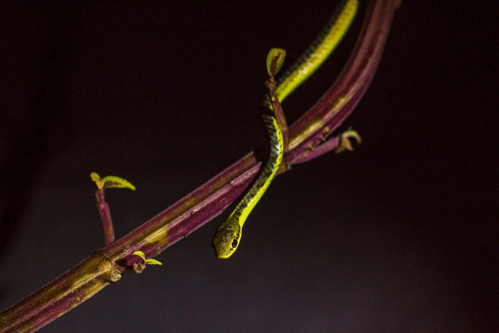 A snake rests on a branch, contrasting against a vibrant purple background.