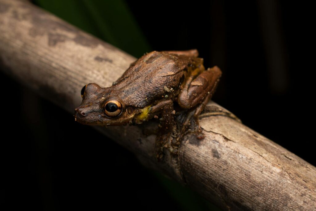 A brown Rabbs' Fringe-Limbed Treefrog perched on a branch, blending into its natural environment.