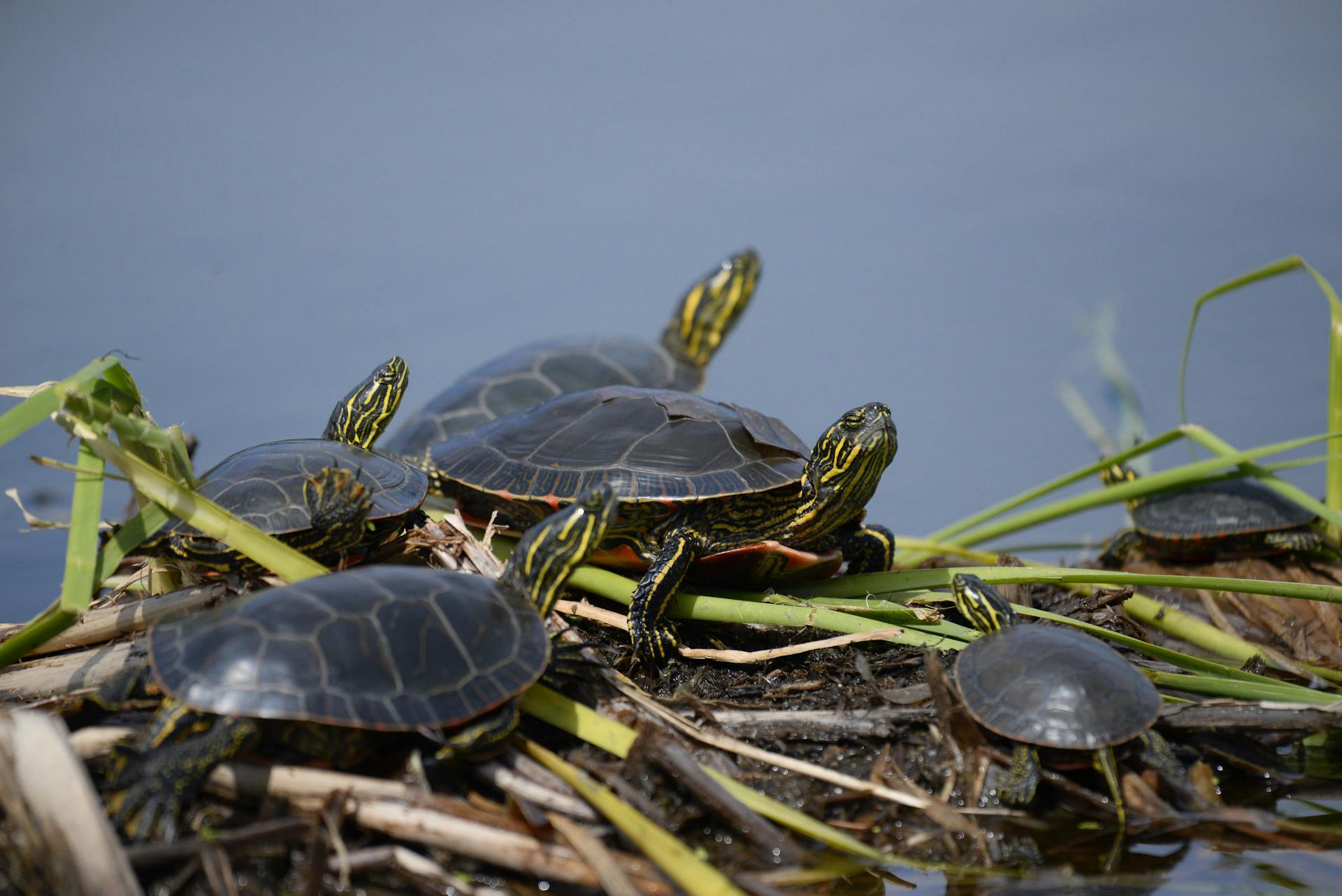 The Biggest Threats Facing Turtles in the Wild