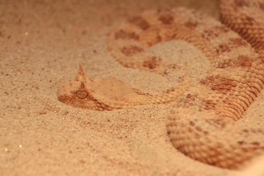 A snake rests on the warm sand, blending into its natural environment under the bright sun.