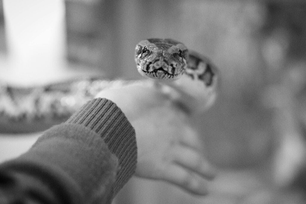 A person gently holds a snake in their hand, showcasing a close interaction with the reptile.