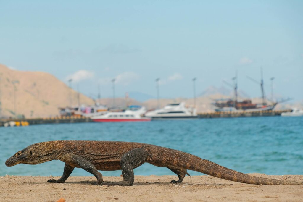 A large lizard strolls along the beach, with boats anchored in the background under a clear blue sky.
