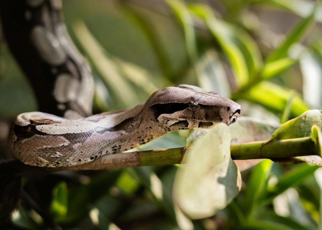 A sunlit snake rests on a branch, blending with the natural surroundings in a serene outdoor setting.