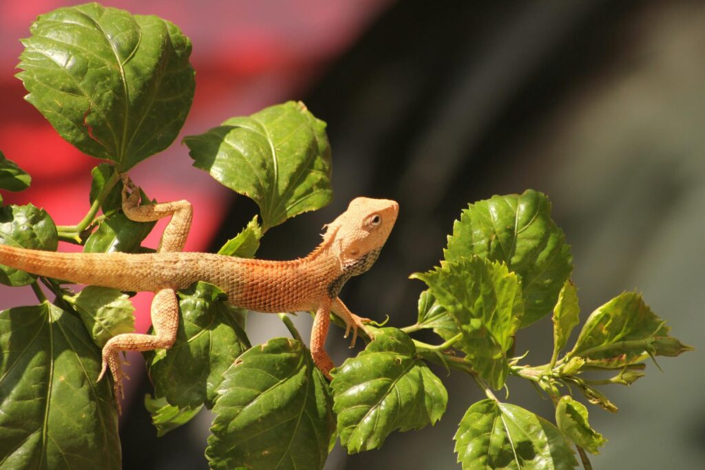 A lizard perched on a leafy branch, blending with its vibrant green surroundings in a natural habitat.