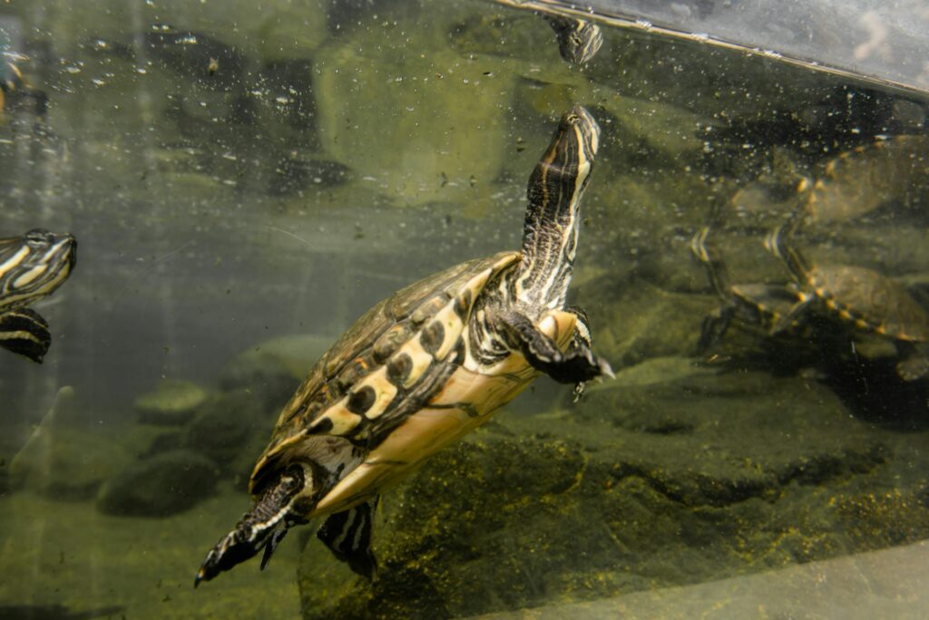 A turtle gracefully swims through clear water in an aquarium, surrounded by colorful aquatic plants and pebbles.