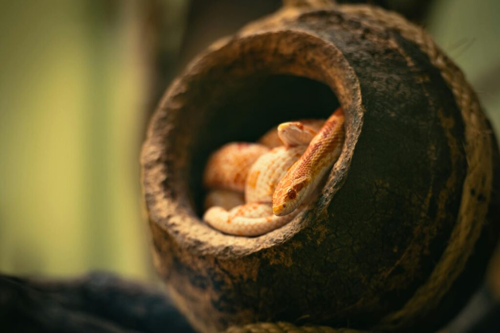 A snake curled inside a wooden bowl, showcasing its smooth scales and natural colors against the bowl's rustic texture.