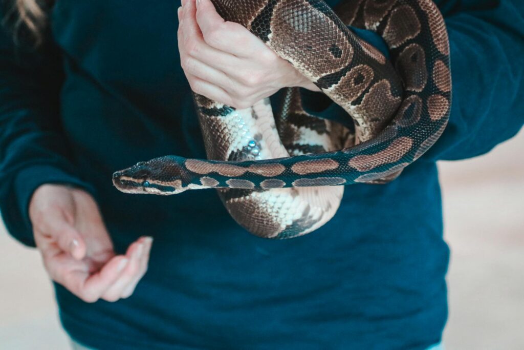 A person gently cradles a snake in their hands, showcasing a moment of connection with the creature.