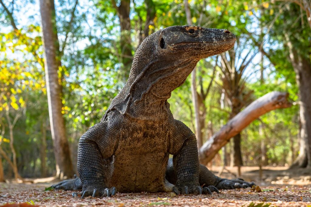 A large lizard resting on the forest floor, surrounded by greenery and dappled sunlight filtering through the trees.