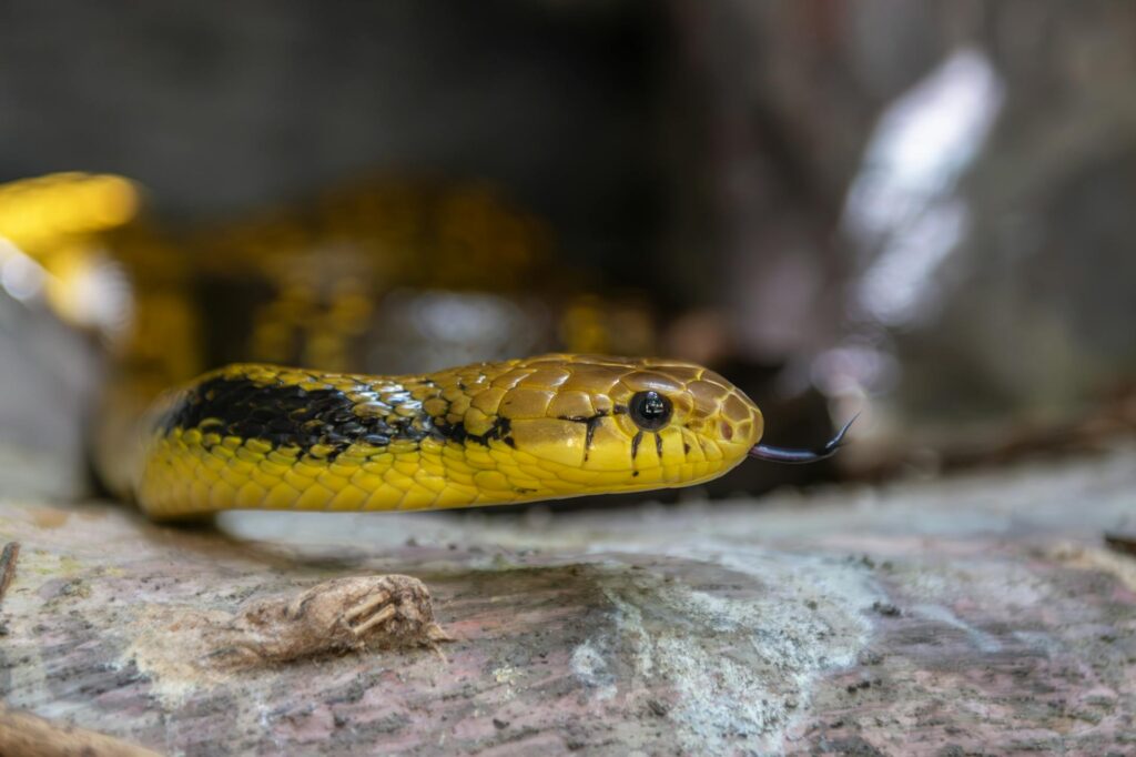 A striking yellow and black snake featuring bold black stripes, coiled on a branch in a natural setting.