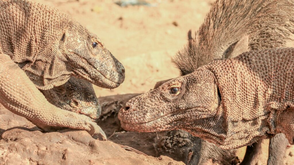 Two komodo dragons are playfully interacting, demonstrating their agility and social behavior in a natural environment.