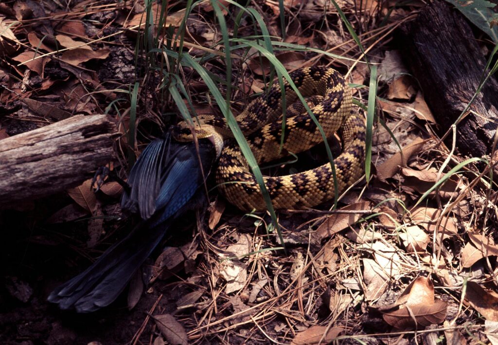 A snake rests on the ground beside a small bird, highlighting the contrast between predator and prey in nature.
