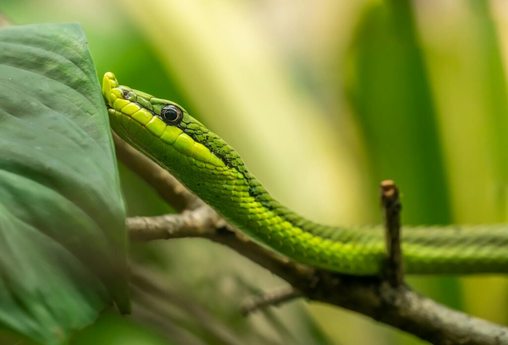 A vibrant green snake rests on a branch, blending seamlessly with its natural surroundings.