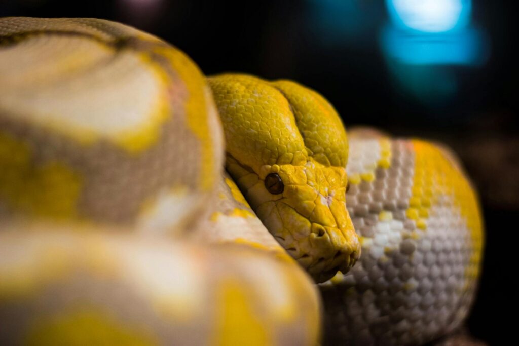 A yellow and white snake resting on the ground, with its head positioned low and alert.