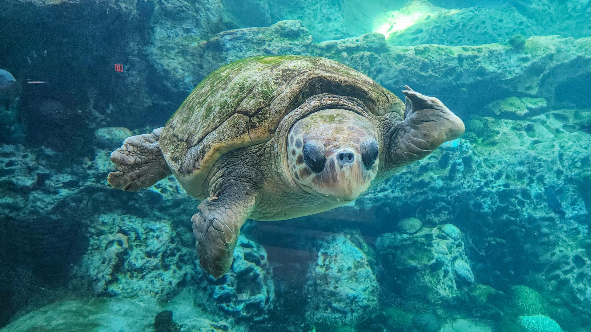 Why Some Turtles Migrate Thousands of Miles Each Year