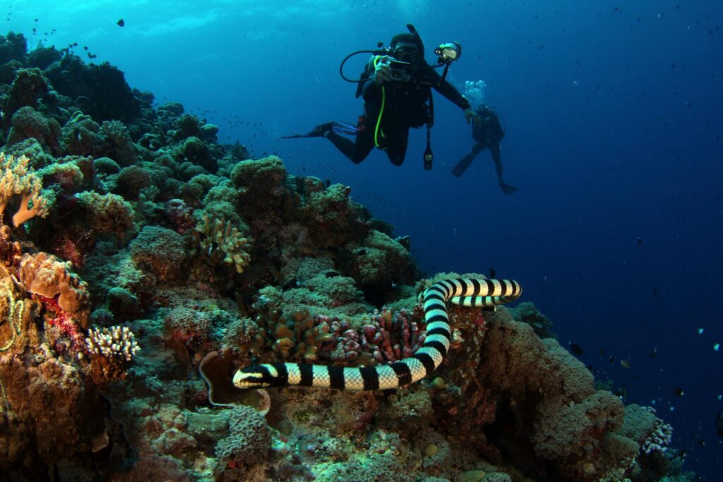 A diver explores a reef while a snake eel peeks out from its hiding spot among the corals.