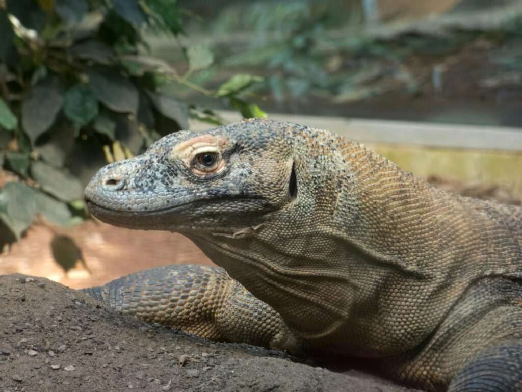 A large lizard resting on the ground, showcasing its textured skin and vibrant colors in a natural setting.