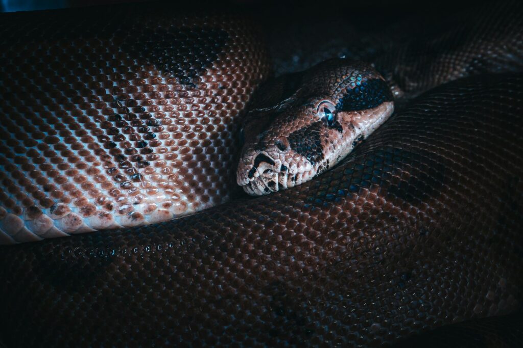 A Round Island Burrowing Boa curled up on the ground, showcasing its distinctive scales and natural habitat.