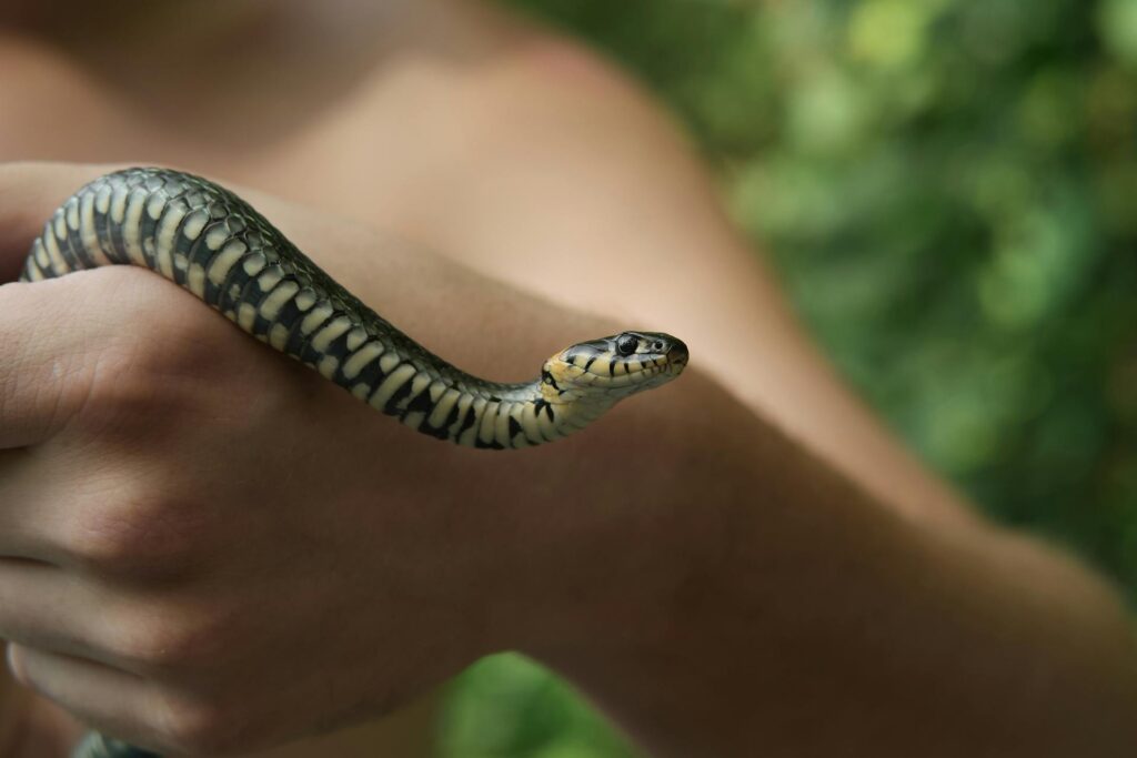 A person gently holds a snake in their hand, showcasing a close interaction with the reptile.