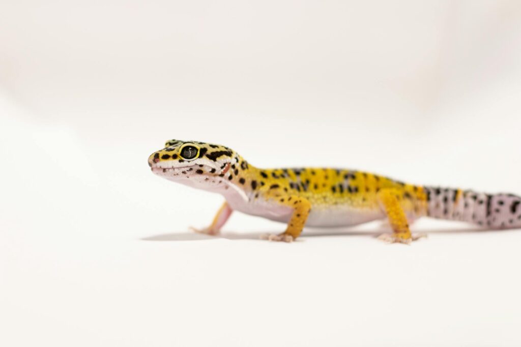 A small yellow and black gecko resting on a white background, showcasing its vibrant colors and intricate patterns.
