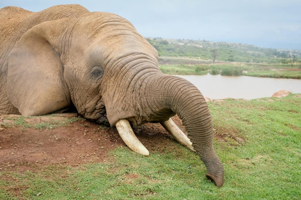An elephant with prominent tusks rests peacefully on the ground, showcasing its majestic size and gentle demeanor.