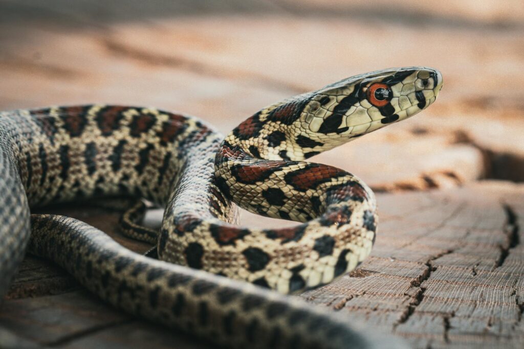 A snake displaying a striking red and black pattern slithers across a natural surface, showcasing its vibrant colors.