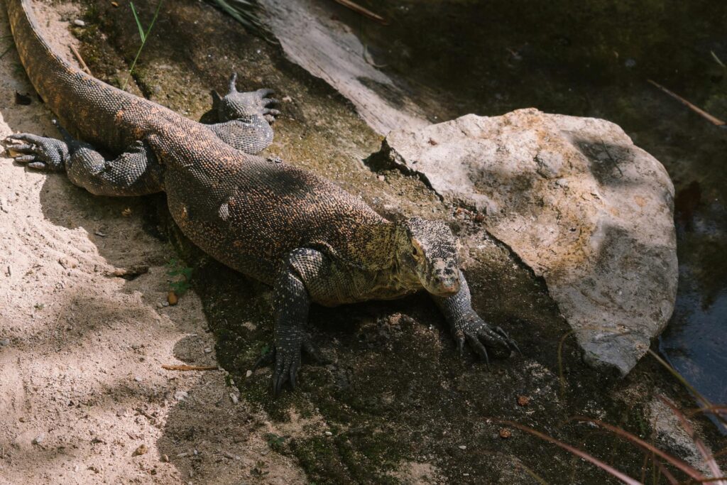 A monitor lizard rests on a rock beside a gently flowing stream, blending into its natural habitat.