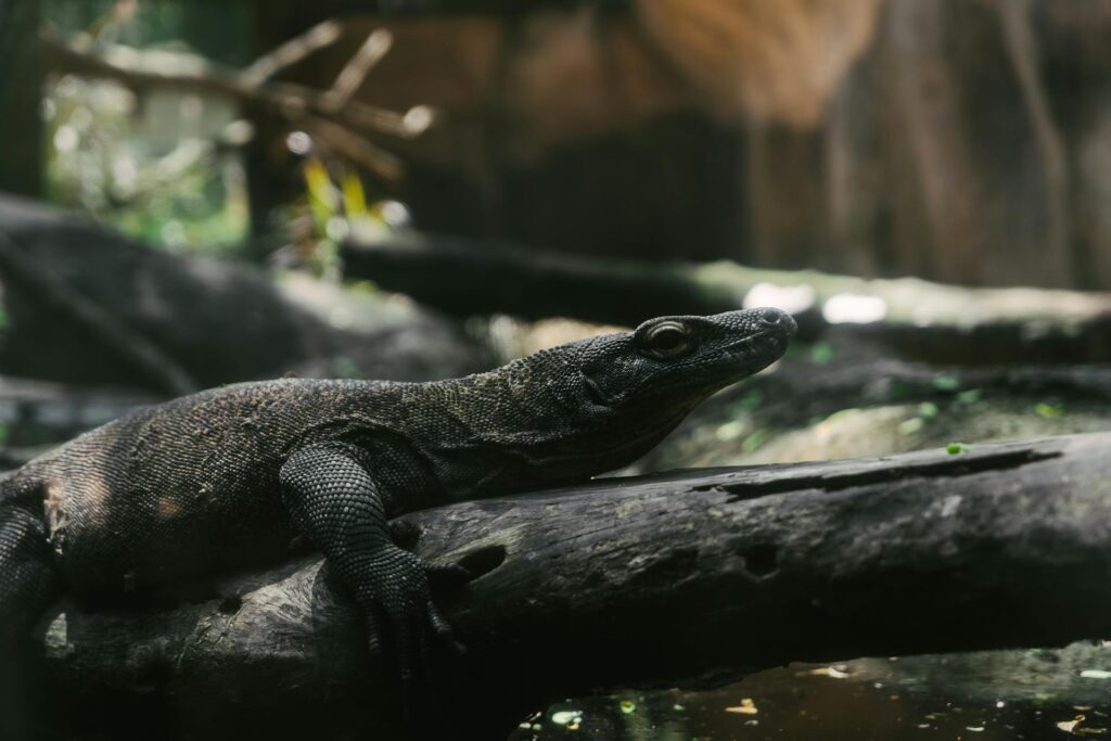 A monitor lizard resting on a log in its zoo habitat, showcasing its textured skin and alert posture.