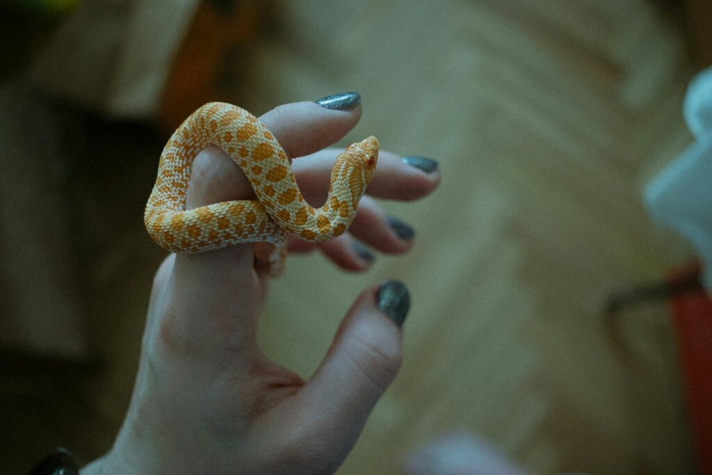 A person gently balances a small orange snake on their finger, showcasing its vibrant color and delicate form.