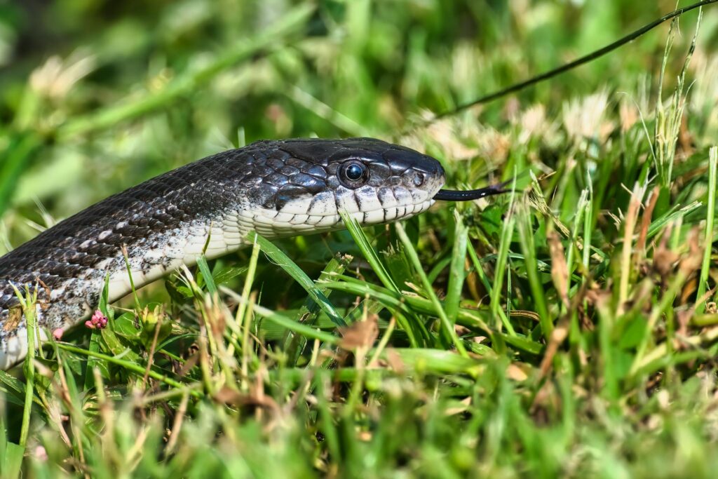 What Do Non Venomous Snakes Eat in the Wild vs. Captivity – Reptilekingz image.