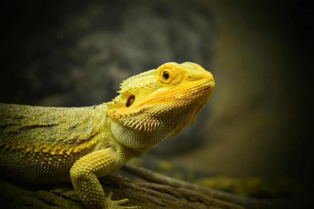 A bearded lizard perched on a rock, showcasing its textured skin and vibrant colors in a natural setting.