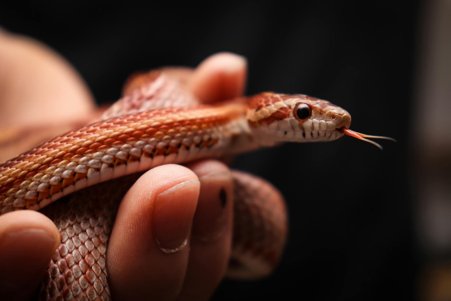 Corn Snake Care Creating the Perfect Habitat