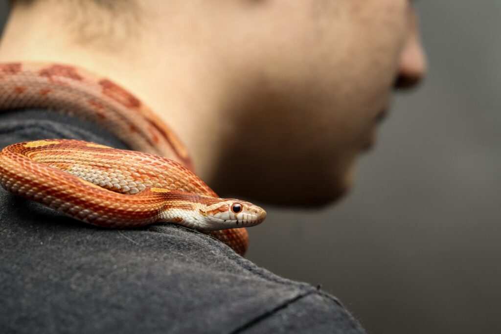 A man gently holds a striking red and white snake, showcasing its vibrant colors and unique patterns.