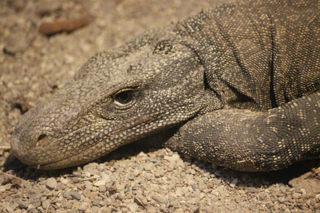 A monitor lizard resting on the ground, showcasing its textured skin and long tail in a natural outdoor setting.