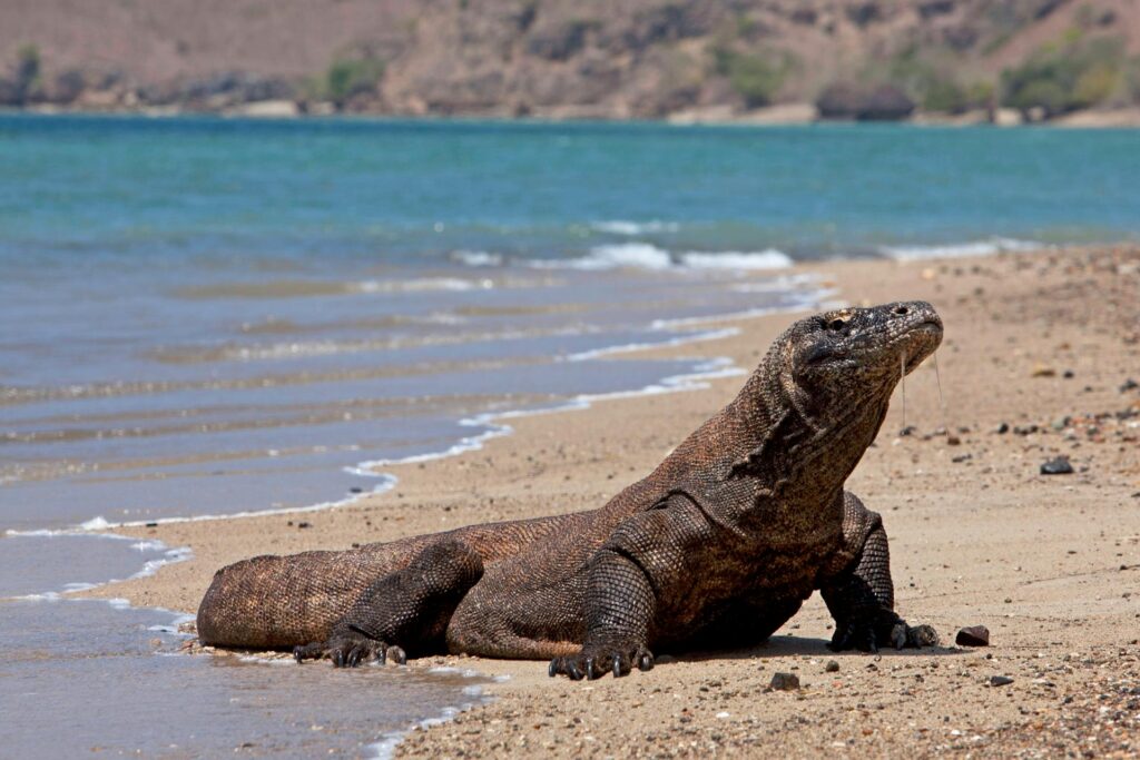 A large lizard sunbathing on the beach, close to the water's edge, with gentle waves in the background.