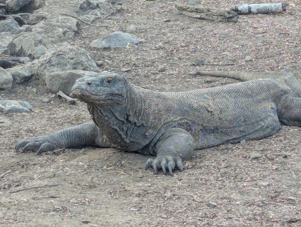 A large lizard resting on the ground, surrounded by rocks in a natural outdoor setting.