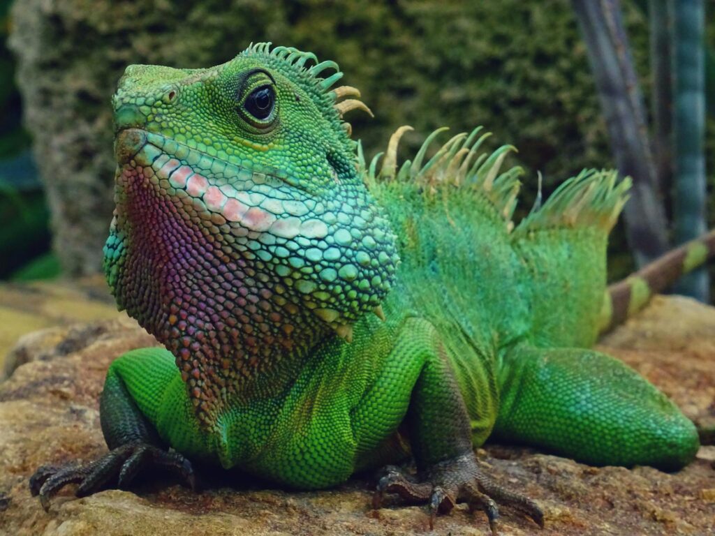 A vibrant iguana showcasing bright green eyes and a lengthy tail, blending into its tropical surroundings.