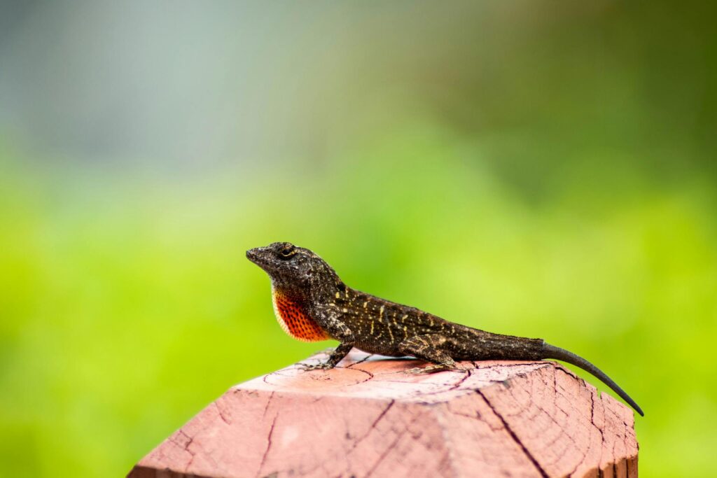 A lizard perched on a weathered wooden post, basking in the sun with its vibrant scales glistening.