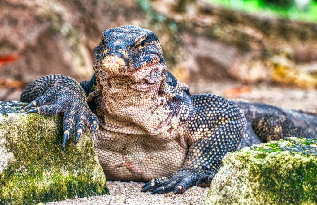 A monitor lizard perched on a rock, showcasing its textured skin and alert posture in a natural setting.