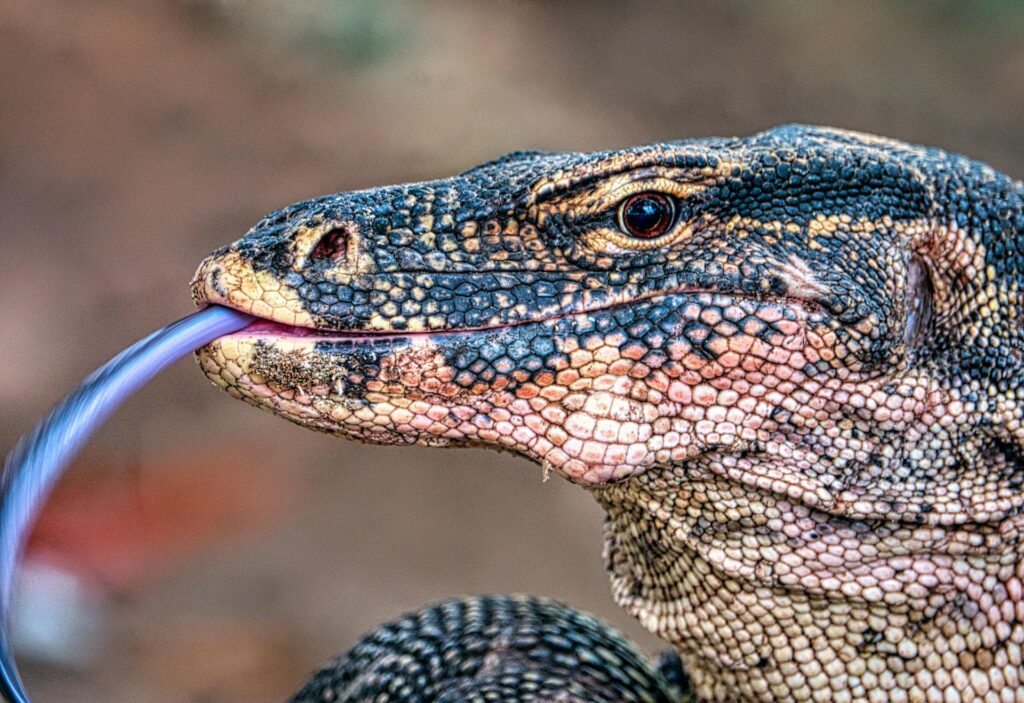 A monitor lizard with its mouth open, showcasing its sharp teeth and distinctive scales in a natural setting.