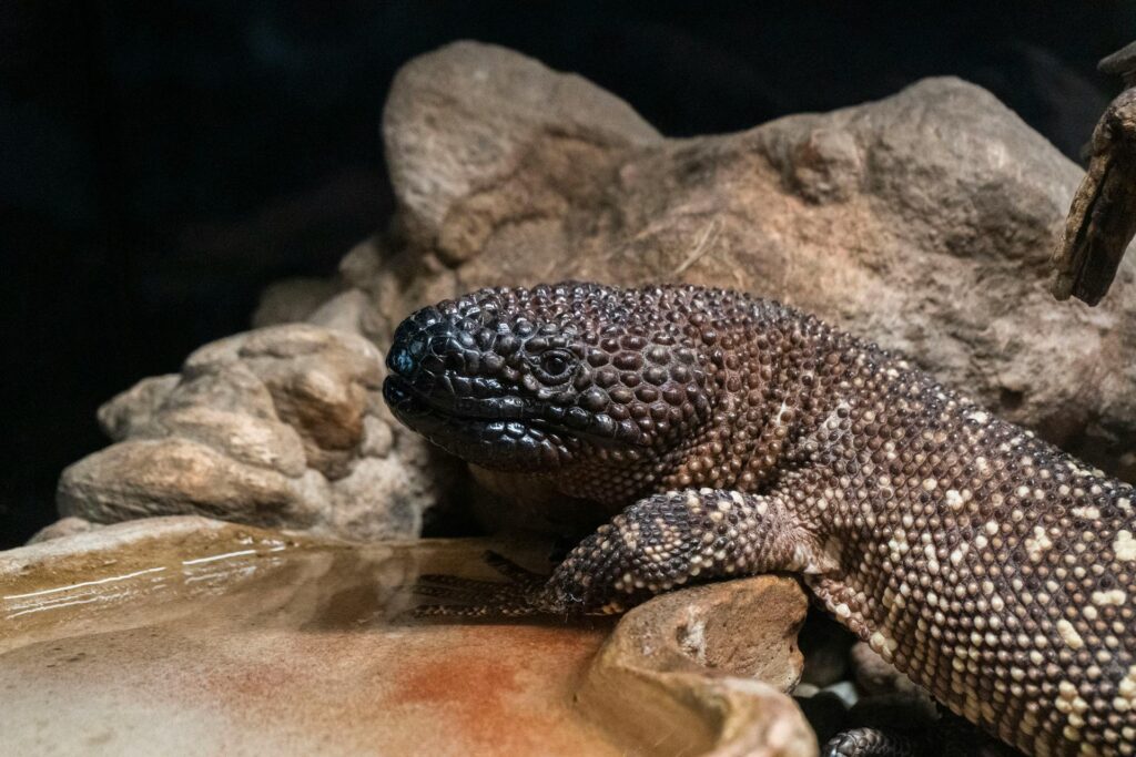 A lizard perched on a rock, basking in the sun at the zoo, showcasing its vibrant scales and surroundings.