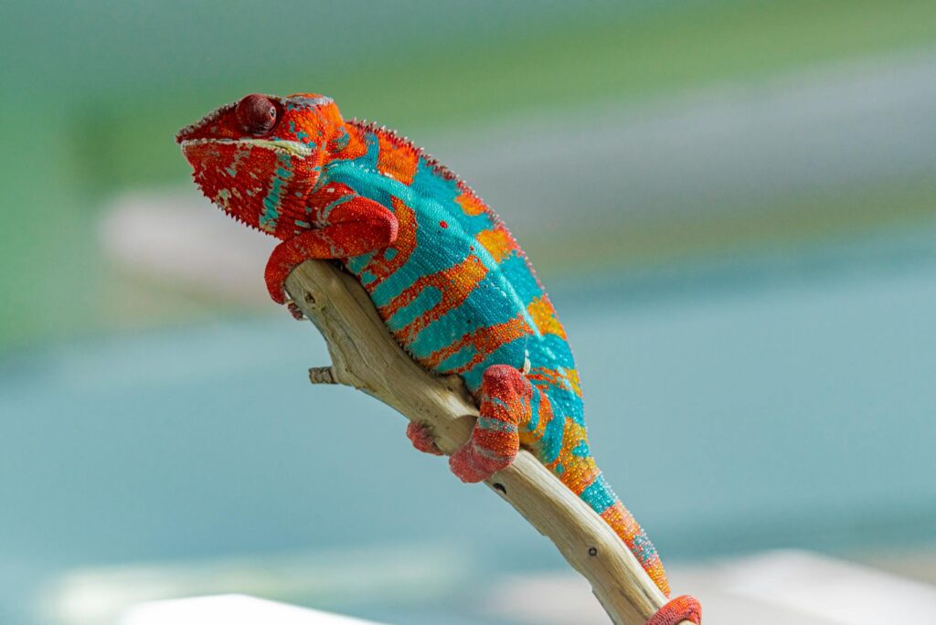 A vibrant chameleon perched on a branch, showcasing its colorful skin against a natural backdrop.