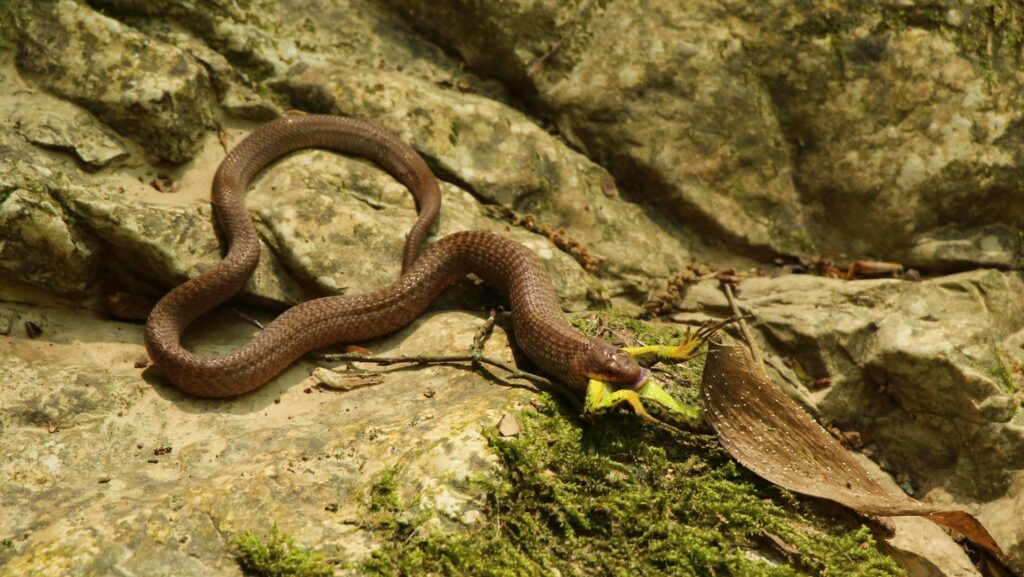 A brown snake adorned with a yellow flower on its head, resting on a natural surface.